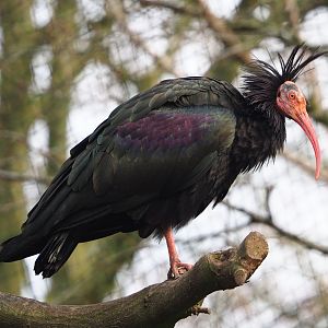 Waldrapp (Geronticus eremita), 2024-03-04