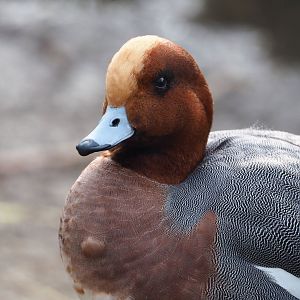 Eurasian wigeon (Mareca penelope) drake, 2024-03-04