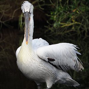 Dalmatian pelican (Pelecanus crispus), 2024-03-04
