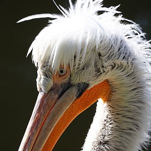 Dalmatian pelican (Pelecanus crispus), 2024-03-04
