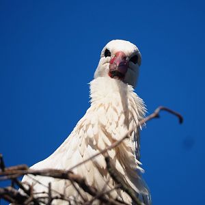 European white stork (Ciconia ciconia), 2024-03-04