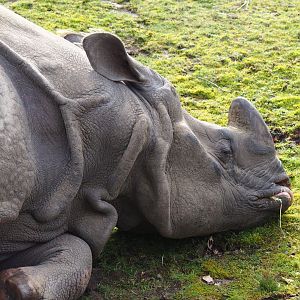 Indian rhinoceros (Rhinoceros unicornis), 2024-03-04