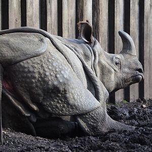 Indian rhinoceros (Rhinoceros unicornis), 2024-03-04