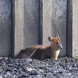 Reeves's muntjac (Muntiacus reevesi), 2024-03-04