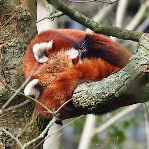 Nepalese red panda (Ailurus fulgens), 2024-03-04