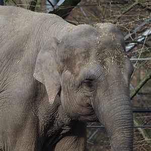 Asian elephant (Elephas maximus), 2024-03-04