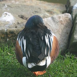 Northern shoveler (Spatula clypeata), 2024-03-04