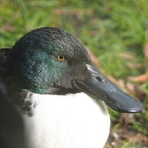 Northern shoveler (Spatula clypeata), 2024-03-04