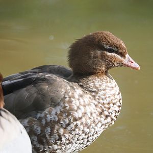 Australian maned wood duck (Chenonetta jubata), 2024-03-04