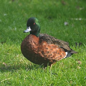 Chestnut teal (Anas castanea), 2024-03-04
