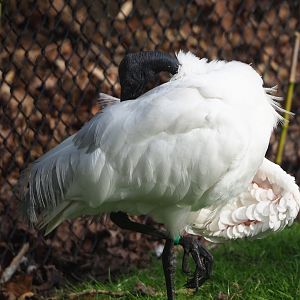 Black-headed ibis (Threskiornis melanocephalus), 2024-03-04