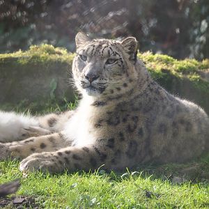Snow leopard (Panthera uncia), 2024-03-04