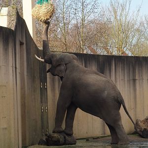 Asian elephant (Elephas maximus), 2024-03-04