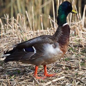 Wild Mallard drake (Anas platyrhynchos), 2024-03-04