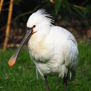 Eurasian spoonbill (Platalea leucorodia), 2024-03-04