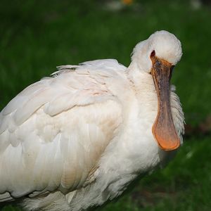 Subadult Eurasian spoonbill (Platalea leucorodia), 2024-03-04