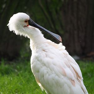 Eurasian spoonbill (Platalea leucorodia), 2024-03-04