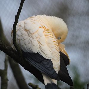 Pied imperial pigeon (Ducula bicolor), 2024-03-04