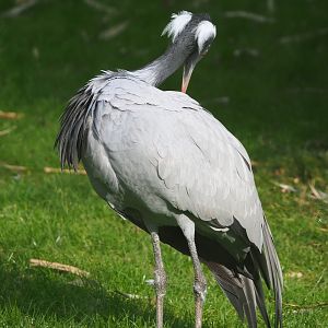 Demoiselle crane (Anthropoides virgo), 2024-03-04