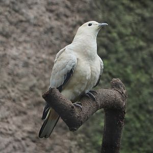 Pied imperial pigeon (Ducula bicolor), 2024-03-04
