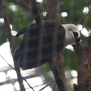 Sumatran black-and-white laughingthrush (Garrulax bicolor), 2024-03-04