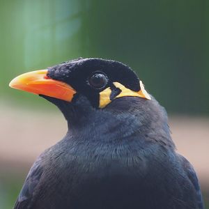 Greater hill myna (Gracula religiosa intermedia), 2024-03-04