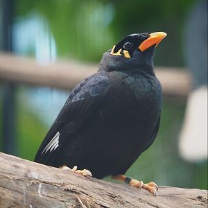 Greater hill myna (Gracula religiosa intermedia), 2024-03-04