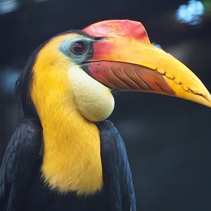 Wrinkled hornbill (Rhabdotorrhinus corrugatus), 2024-03-04