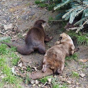 Asian small-clawed otters (Aonyx cinerea), 2024-03-04