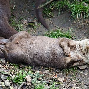 Asian small-clawed otter (Aonyx cinerea), 2024-03-04