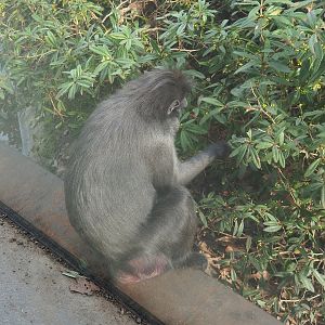 Sulawesi crested macaque (Macaca nigra) foraging in Berberis, 2024-03-04