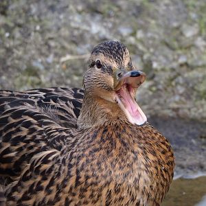 Wild Mallard female (Anas platyrhynchos), 2024-03-04