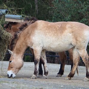 Przewalski's horse (Equus ferus przewalskii), 2024-03-04
