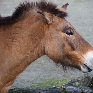 Przewalski's horse (Equus ferus przewalskii), 2024-03-04