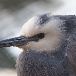White-faced heron (Egretta novaehollandiae), 2024-03-04