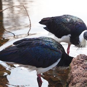 Straw-necked ibises (Threskiornis spinicollis), 2024-03-04