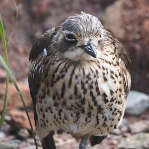 Bush stone-curlew (Burhinus grallarius), 2024-03-04