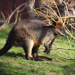 Swamp wallaby (Wallabia bicolor), 2024-03-04