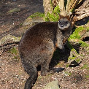 Swamp wallaby (Wallabia bicolor), 2024-03-04