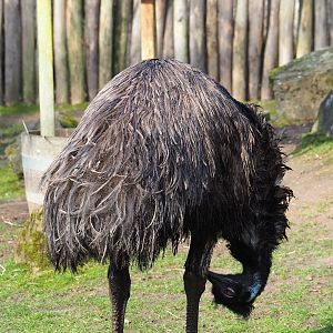 Emu (Dromaius novaehollandiae), 2024-03-04