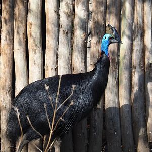 Double-wattled cassowary (Casuarius casuarius), 2024-03-04