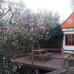 Flowering Magnolia next to the Australian terrarium house, 2024-03-04