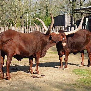 Ankole-Watusi cattle (Bos taurus indicus), 2024-03-04