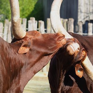 Ankole-Watusi cattle (Bos taurus indicus), 2024-03-04