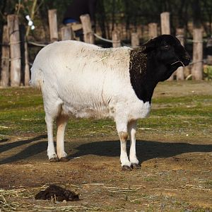 Somali black-headed sheep (Ovis aries), 2024-03-04