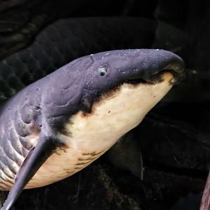 Australian lungfish