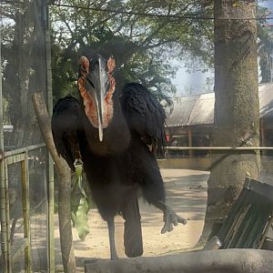 Southern Ground Hornbill at Afamosa Safari Wonderland
