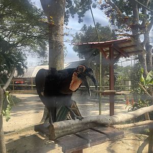 Southern Ground Hornbill at Afamosa Safari Wonderland