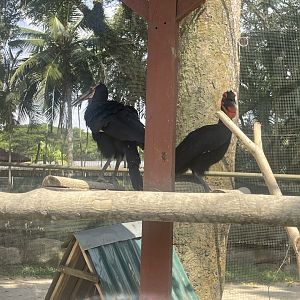 A pair of Southern Ground Hornbill at Afamosa Safari Wonderland