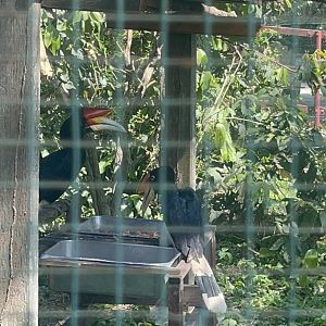 Rhinoceros Hornbill at Afamosa Safari Wonderland